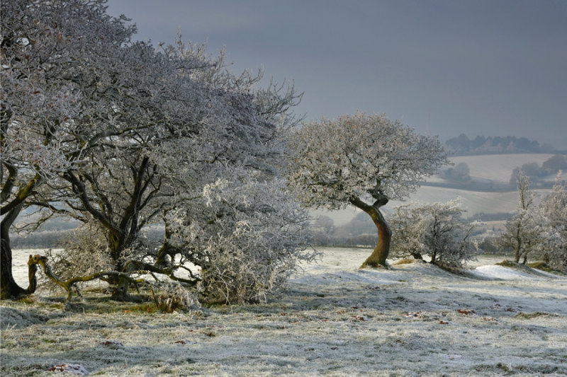 Wasley Hills