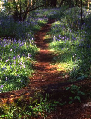 Bluebell Path