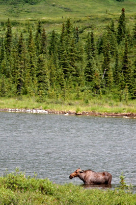 Denali National Park