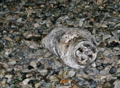 Harbor Seal on the Beach in West Seattle