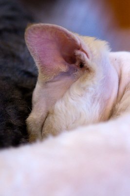 IMG_8870.jpg
