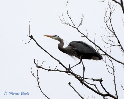 Great Blue Heron Out On A Limb