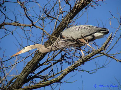Blue Heron out on a limb