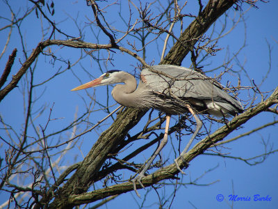 Blue Heron in Tree