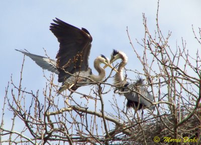 Blue Heron Nesting Pair.jpg