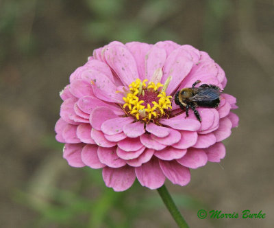 Bee on Zinnia 2