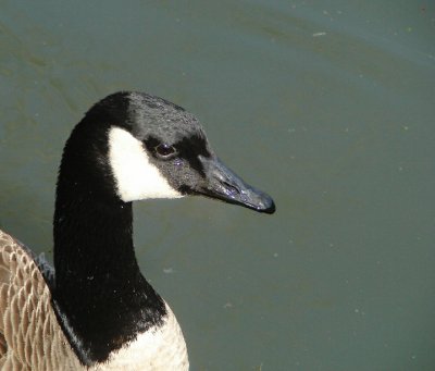 Canada Goose