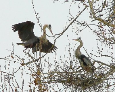 Great Blue Herons Nesting Pair