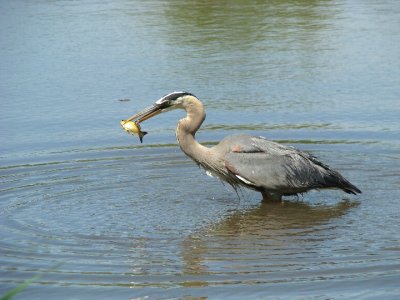 Great Blue Heron With Meal