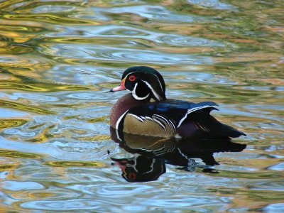 Wood Duck North Chagrin Metro Park 1