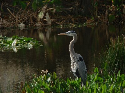 Great Blue Heron Profile