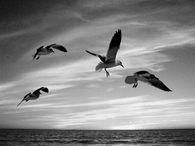 Twilight Onset and Gulls