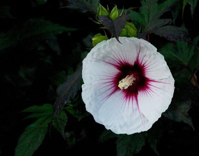 eaton_place_flora