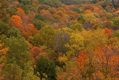 Fall Canopy, Bedford Metro Park, Tinker Creek Overlook