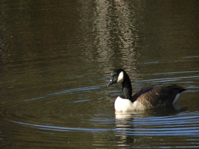 Canada Goose Ripples