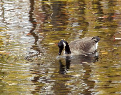 Canada Goose 