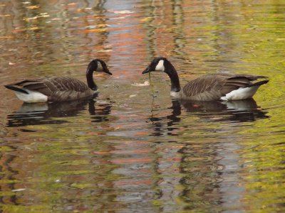 Canada Geese Pair