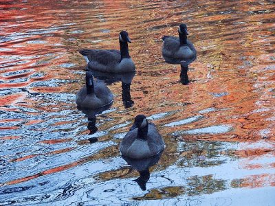 Canada Geese