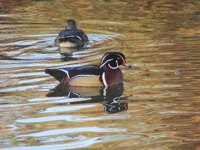 Wood Duck Pair