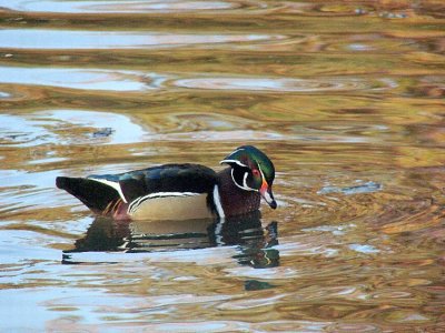 Wood Duck
