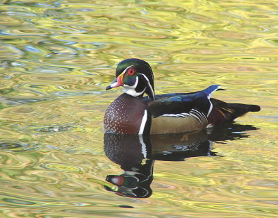 Wood Duck, North Chagrin Metro Park, Fall