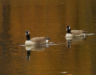 Canadian Geese, Late Fall, North Chagrin Metro Park