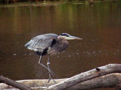 Great Blue Heron on Fallen Tree, Late Fall, North Chagrin Metro Park