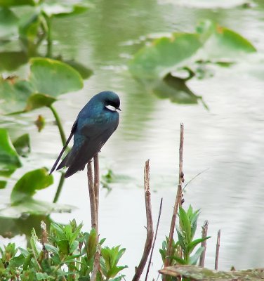 Tree Swallow Napping, Cuyahoga Valley National Park