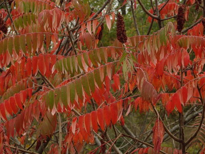 Late Fall Colors, North East Ohio. Oct 25th 2010
