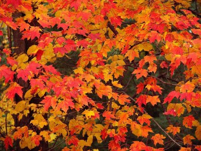 fall leaves, Beachwood, Ohio