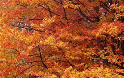 Fall Trees Oct 25, 2010