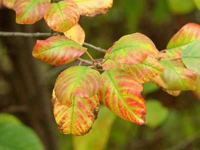 leaves