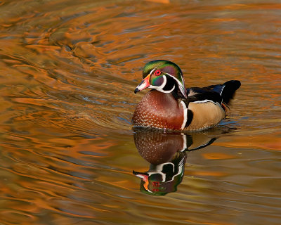 Wood Duck. North Chagrin Metro Park, Cleveland, OH