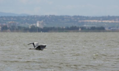 La Albufera