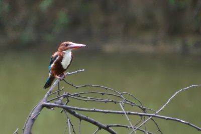 Keoladeo Ghana National Park; Kingfisher