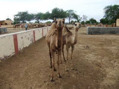 Bikaner; camel breeding farm