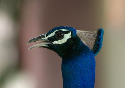 Rohet, Peacock