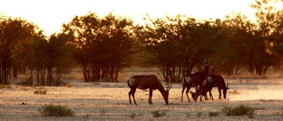 Etoscha, Namibia