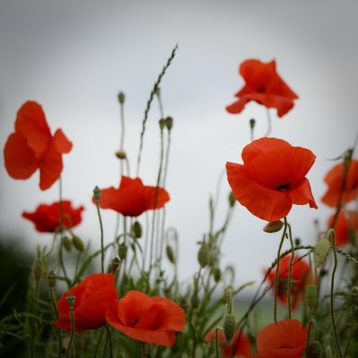 poppies