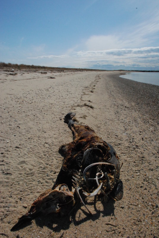 Whale Carcass