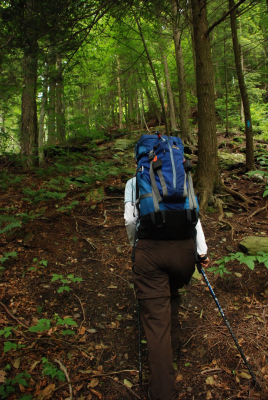The forest near Deer Hill was the nicest in the park