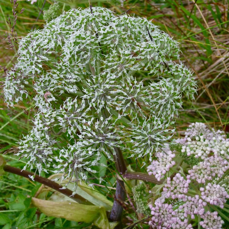 Another cool plant