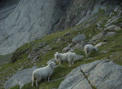 Friendly sheep on the col above Bunes beach