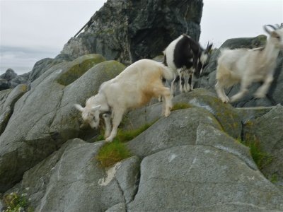These goats were fast!