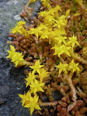 Cool flowers