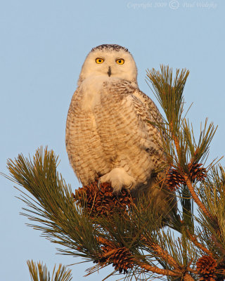 Snowy Owl in Pine