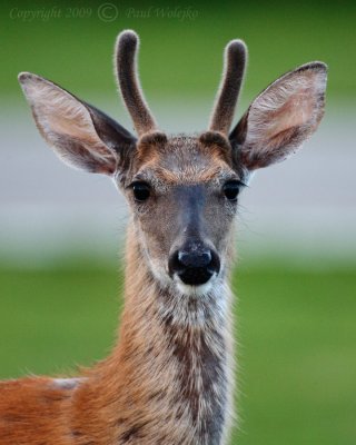 Deer head shot