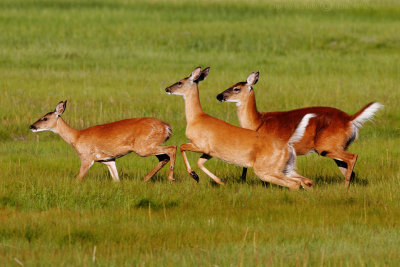 Doe and Two Yearlings