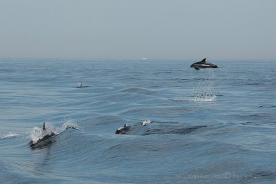 Dolphin Jumping2.jpg