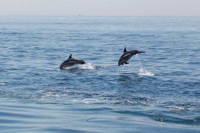 Dolphins Jumping1.jpg